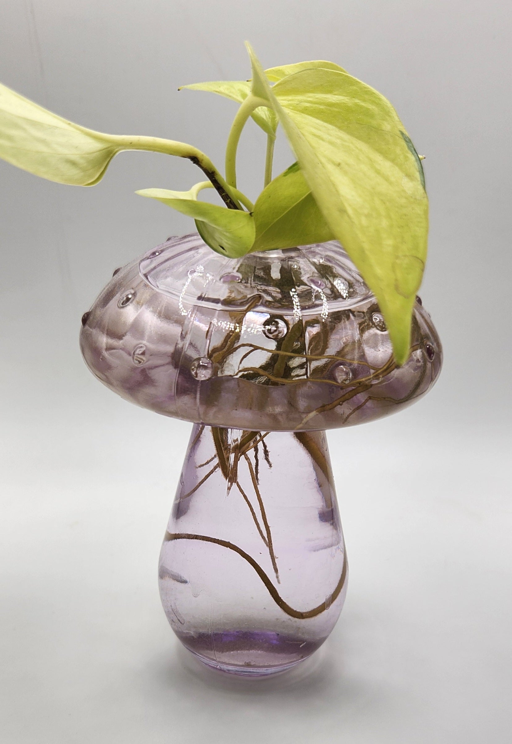 Mushroom Vase /Propagation Vase - Wiggle & Ding